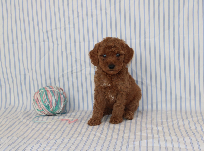 puppy, for, sale, Mini F1B Golden Doodle, Matthew B. Stoltzfus, dog, breeder, Gap, PA, dog-breeder, puppy-for-sale, forsale, nearby, find, puppyfind, locator, puppylocator, aca